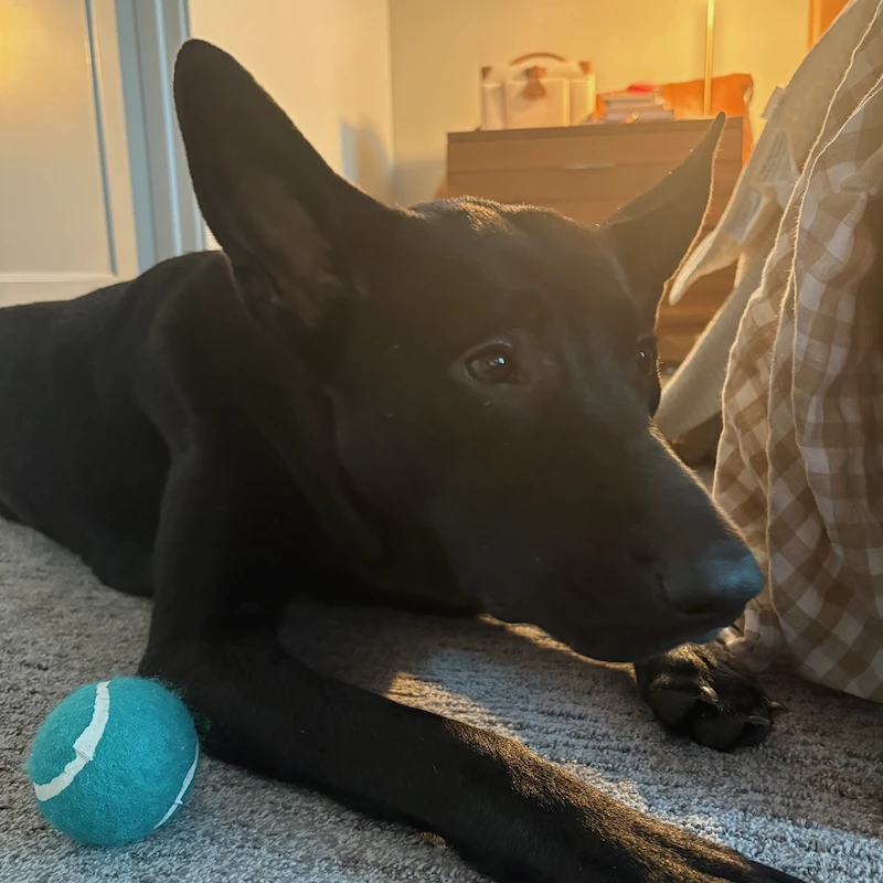 Skiá lying on the carpet next to a teal tennis ball