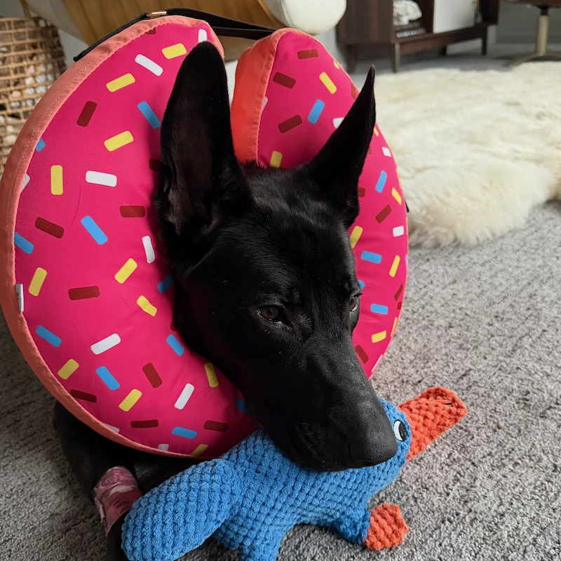 Skiá in a donut-shaped recovery cone, resting with a blue stuffed platypus