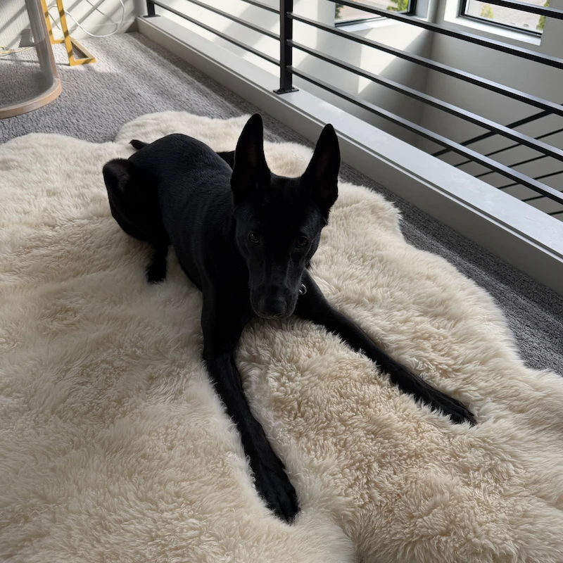 Skiá lying on a sheepskin rug by the balcony railing