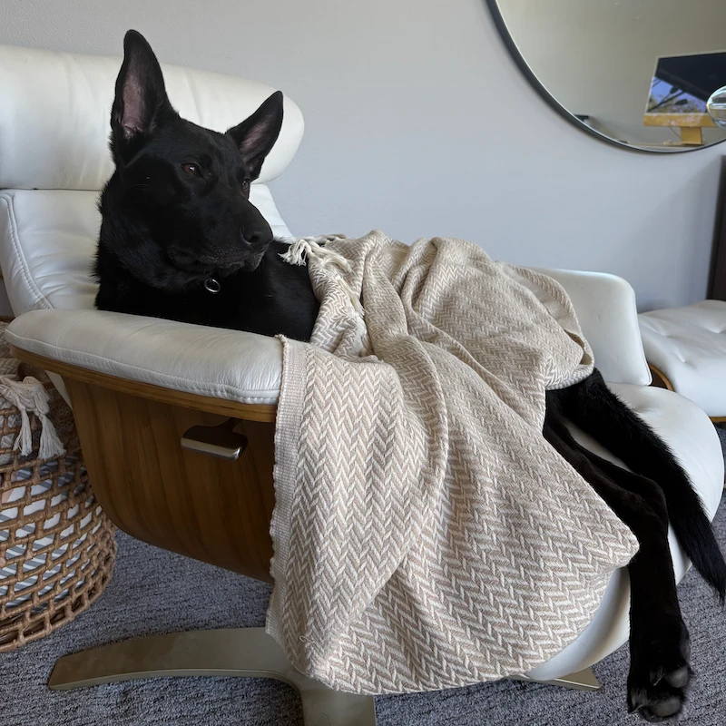 Skiá curled up on a white lounge chair under a cream blanket