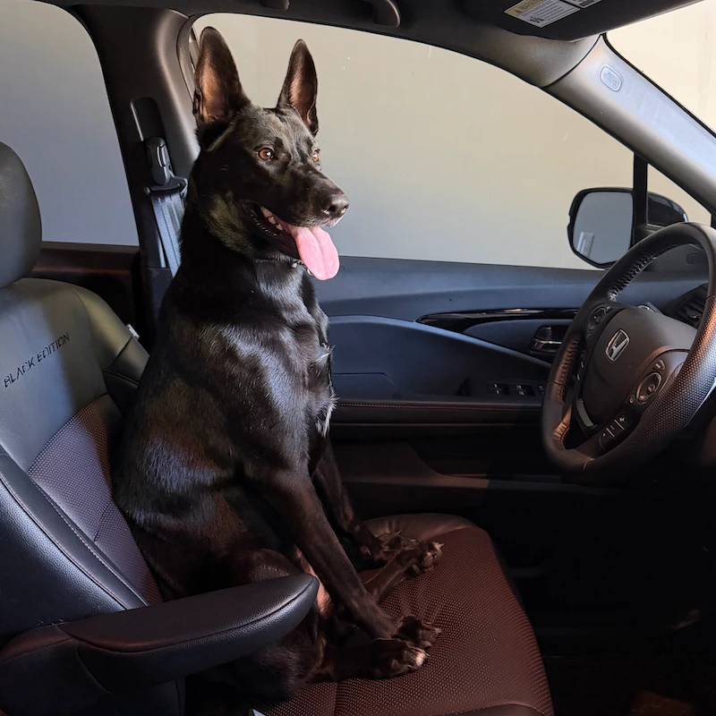Skiá sitting upright in the car's driver seat, tongue out