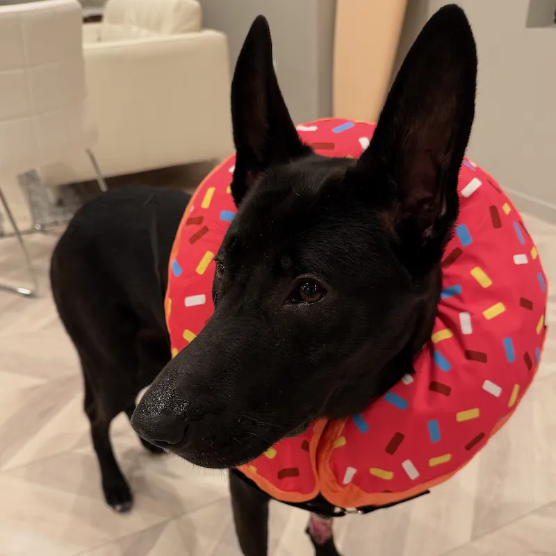 Skiá in a donut-shaped recovery cone, waiting for a treat