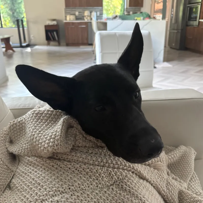 Skiá laying on the living room couch, wrapped in a blanket